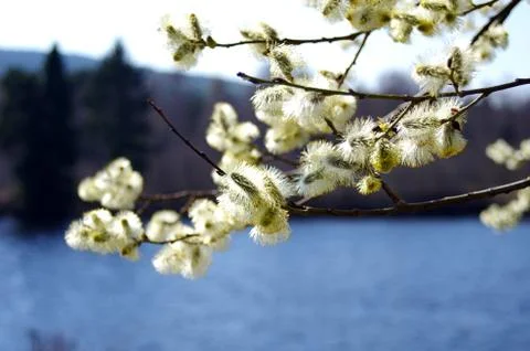 Spring blossom Stock Photos