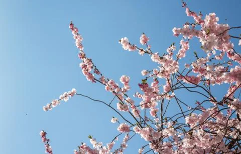Spring blossom Stock Photos