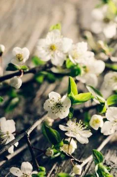 Spring Blossom Stock-Fotos
