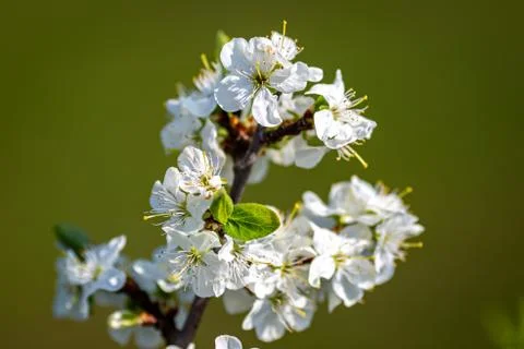 Spring Blossom Stock Photos