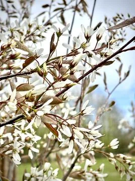 Spring blossom Foto stock