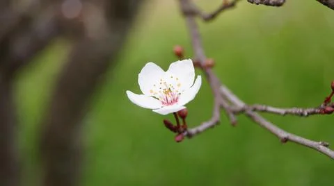 A spring blossom Stock Photos