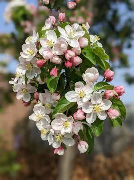 Spring blossom 库存照片
