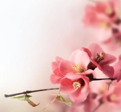 Spring Blossom 스톡 사진