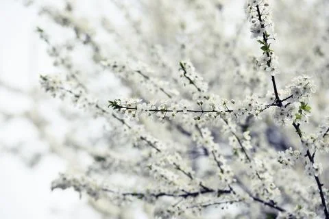 Spring Blossom Stock-Fotos