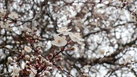 Spring Blossom Stock Photos