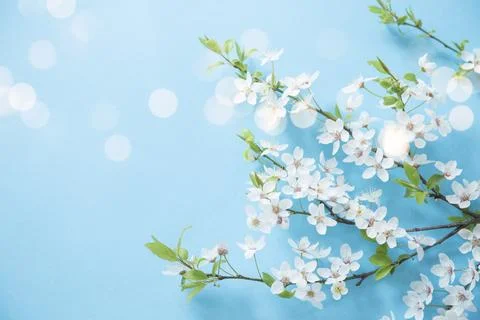 Spring blossom Stockfoto's