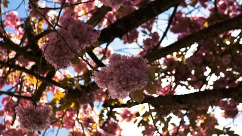 Spring Blossom Stock Photos