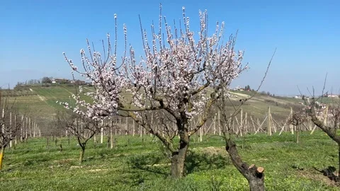 Spring Blossom Piedmont Stock Footage 236299754