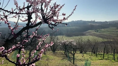 Spring Blossom Piedmont Stock Footage 236299760