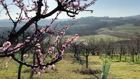 Spring Blossom Piedmont Stock Footage 236299864