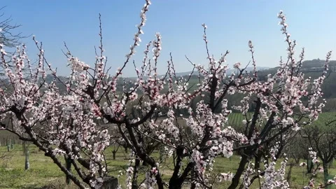 Spring Blossom Piedmont Stock Footage 236299871