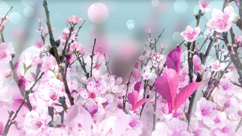 Spring Blossom Pink Background Vídeos de archivo 204145774