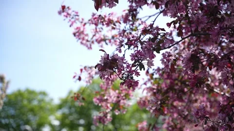 Spring blossom pink moving in the wind close up shadow Stock Footage 276725730