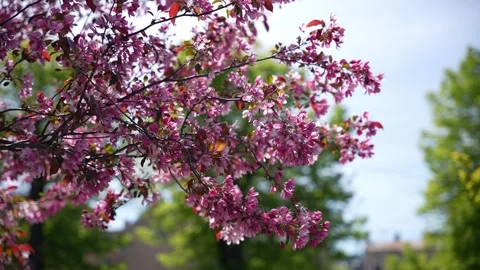 Spring blossom pink moving in the wind close up Stock Footage 276726160