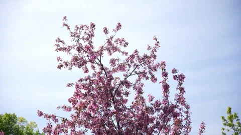 Spring blossom pink moving in the wind Stock Footage 276726535
