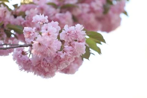 Spring blossom. Pink sakura in bloom Stock Photos