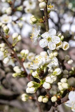 Spring blossom on plum fruit tree, white flowers close up Fotos Stock