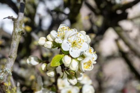 Spring blossom on plum fruit tree, white flowers close up Fotos Stock