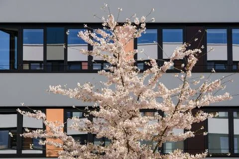 Spring blossom sakura cherry tree in inner yard of modern office building Stock Photos