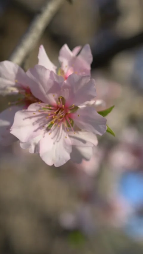 Spring blossom single pink flower on tree branch. Almond flowering detail acts Stock Footage 329767034