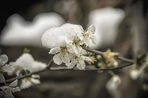 Spring blossom with snow Stock Photos