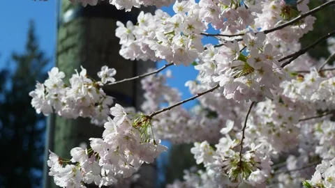 Spring Blossom Splendor: Cherry Trees in Full Bloom Under Blue Sky Stock Footage 270186651