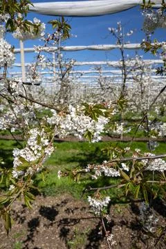 Spring blossom of sweet cherry tree, fruit orchards in Betuwe, Netherlands Stock Photos