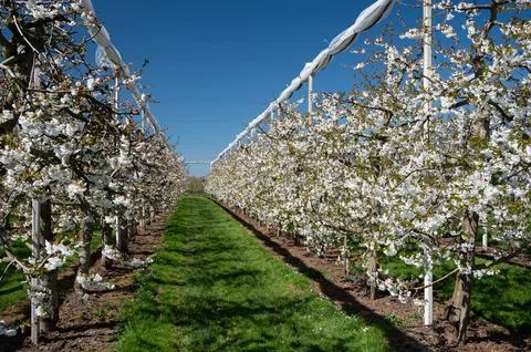 Spring blossom of sweet cherry tree, fruit orchards in Betuwe, Netherlands Stock Photos