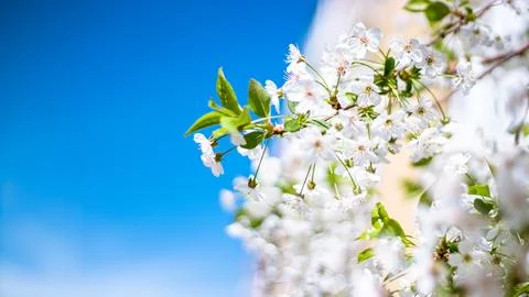 Spring Blossom with Text Space, Ideal for Cards and Banners Stock Photos