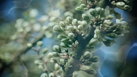 Spring Blossom Time-Lapse: From Bud to Bloom Stock Footage 327194055