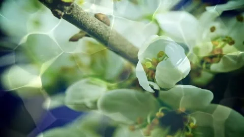 Spring Blossom Time-Lapse: From Bud to Bloom Stock Footage 327194069