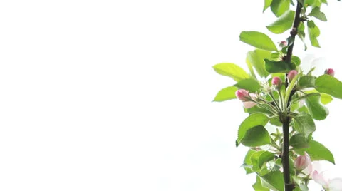 Spring blossom tree 01 Video stock 23096646