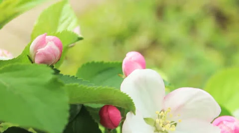 Spring blossom tree 02 Stock Footage 23097075