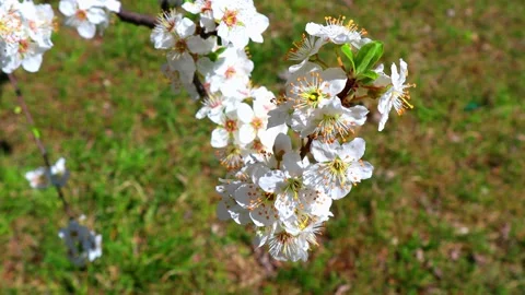 Spring Blossom - Tree 4K Copyright Free Stock Video Stock Footage 186936930