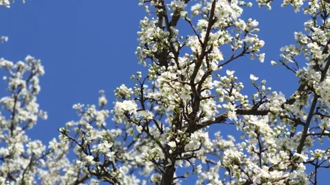 Spring Blossom Tree 4K Copyright Free Stock Video Stock Footage 186940519