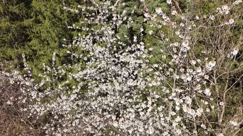Spring blossom tree among bare trees aerial Видео 332073297