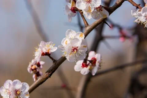 Spring blossom tree branch Stock Photos