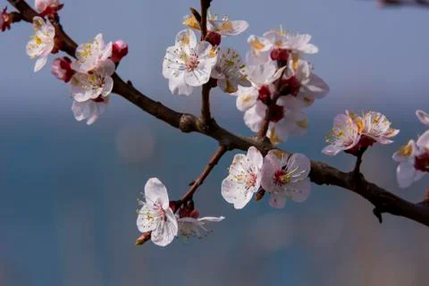 Spring blossom tree branch Stock Photos