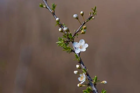 Spring blossom tree branch Stock Photos
