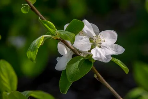 Spring blossom tree branch Stock Photos