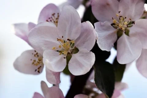 Spring blossom tree branch Stock Photos