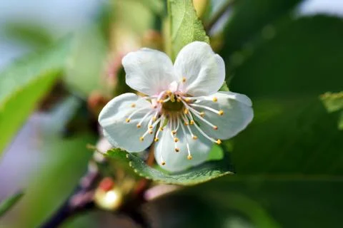 Spring blossom tree branch Stock Photos