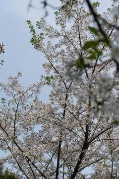 Spring blossom tree branches against blue sky Stock Photos