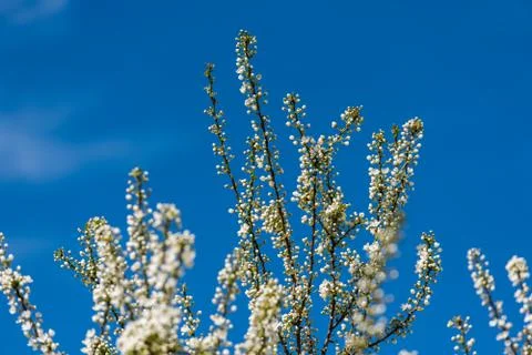 Spring Blossom Tree Branches Stock-Fotos