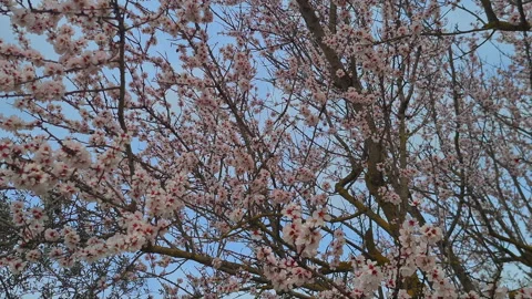 Spring Blossom tree branches with pink Flowers against blue Sky, nature Video stock 330482661