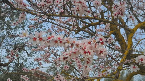 Spring Blossom tree branches with pink Flowers against blue Sky, nature Video stock 332659656