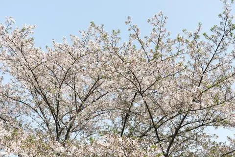 Spring blossom tree branches under blue sky Stock Photos