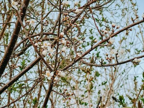 Spring Blossom Tree Branches with White Flowers in Nature 写真素材