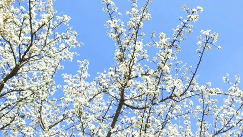 Spring Blossom Tree Part 2 4K Copyright Free Stock Video Stock Footage 186940452